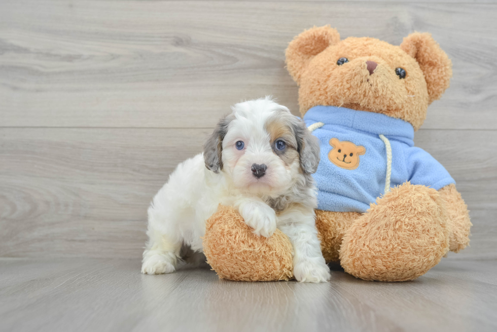 Best Cavapoo Baby