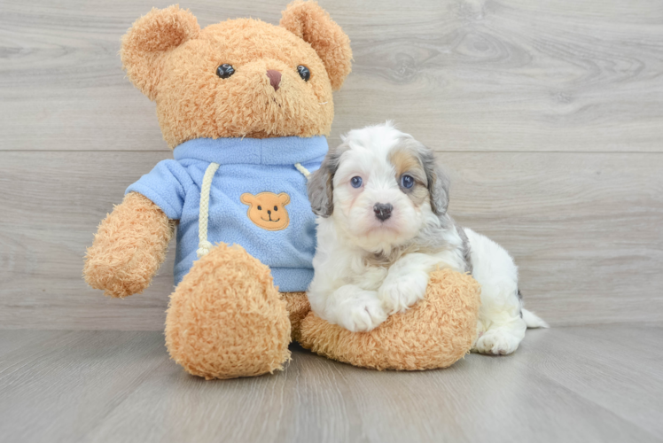 Petite Cavapoo Poodle Mix Pup