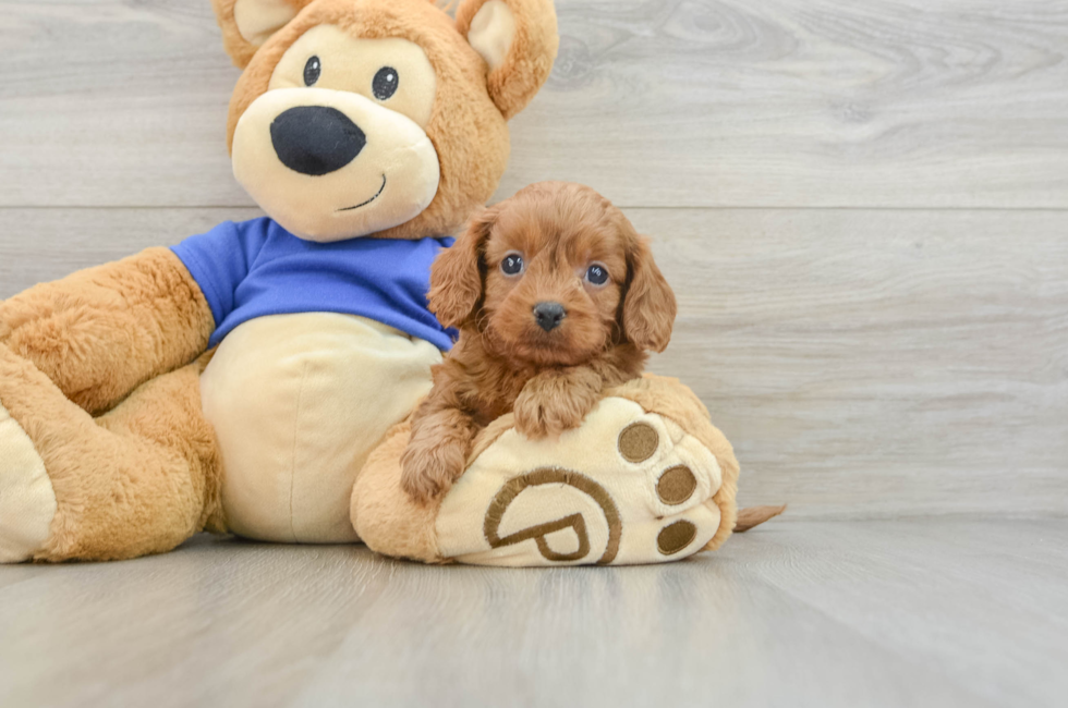 6 week old Cavapoo Puppy For Sale - Lone Star Pups