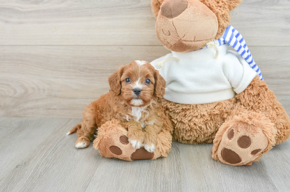 7 week old Cavapoo Puppy For Sale - Lone Star Pups