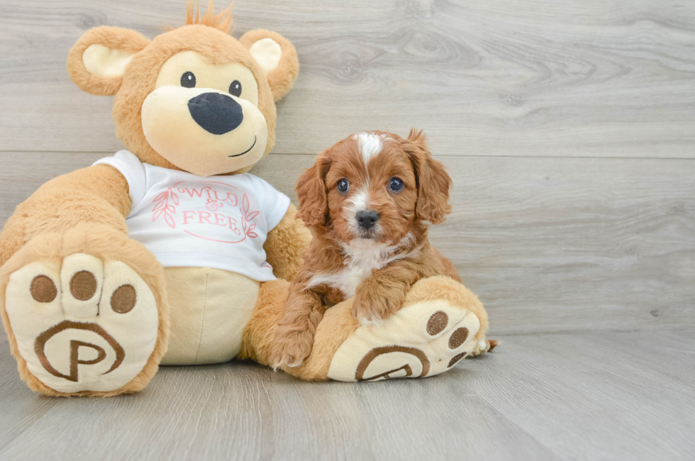 5 week old Cavapoo Puppy For Sale - Lone Star Pups