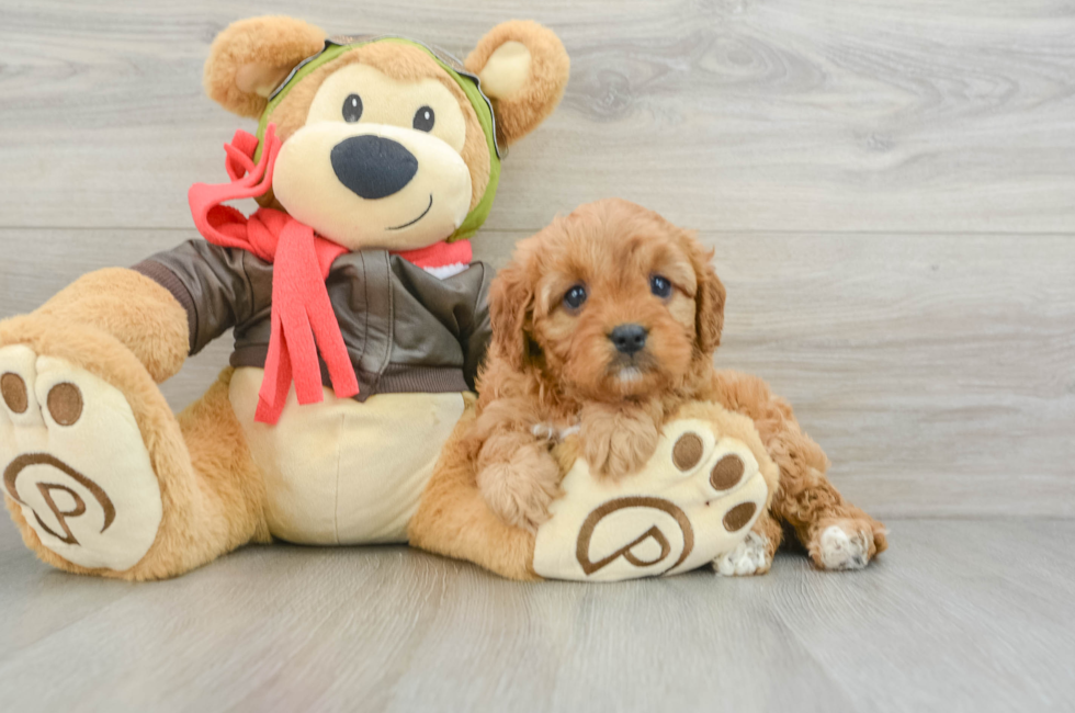 6 week old Cavapoo Puppy For Sale - Lone Star Pups