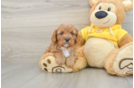 Cavapoo Pup Being Cute
