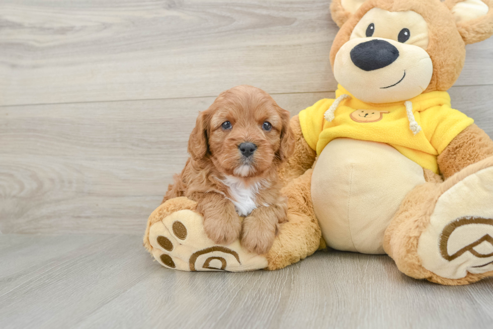 Cavapoo Pup Being Cute