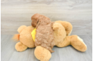 Sweet Cavapoo Baby