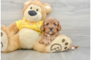 Funny Cavapoo Poodle Mix Pup