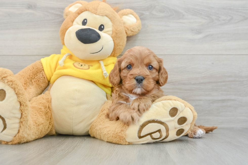 Funny Cavapoo Poodle Mix Pup