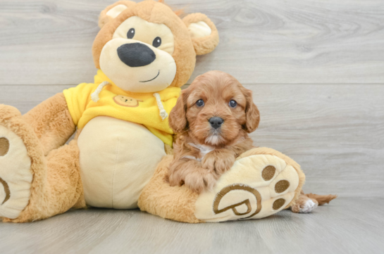 Funny Cavapoo Poodle Mix Pup