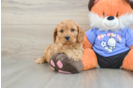Cavapoo Puppy for Adoption