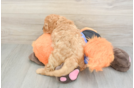 Hypoallergenic Cavadoodle Poodle Mix Puppy