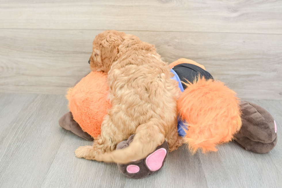 Hypoallergenic Cavadoodle Poodle Mix Puppy