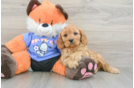 Cavapoo Pup Being Cute