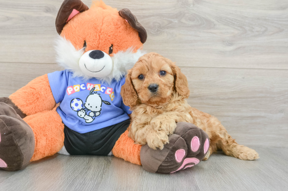 6 week old Cavapoo Puppy For Sale - Lone Star Pups