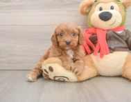 7 week old Cavapoo Puppy For Sale - Lone Star Pups