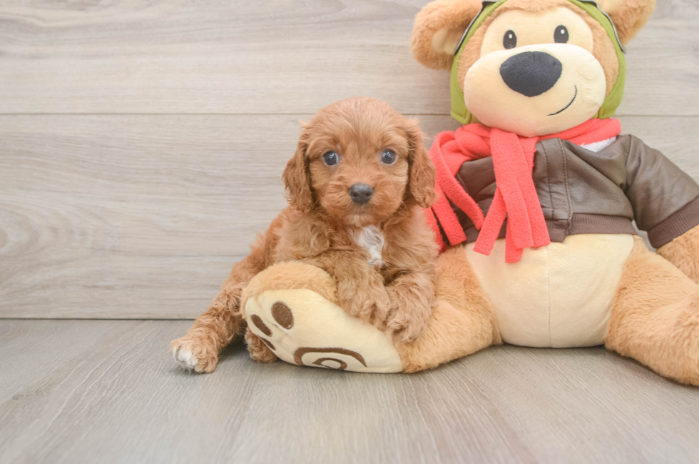 5 week old Cavapoo Puppy For Sale - Lone Star Pups
