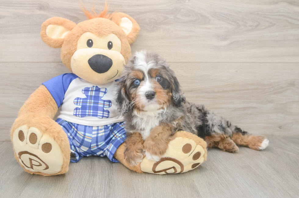 6 week old Cavapoo Puppy For Sale - Lone Star Pups