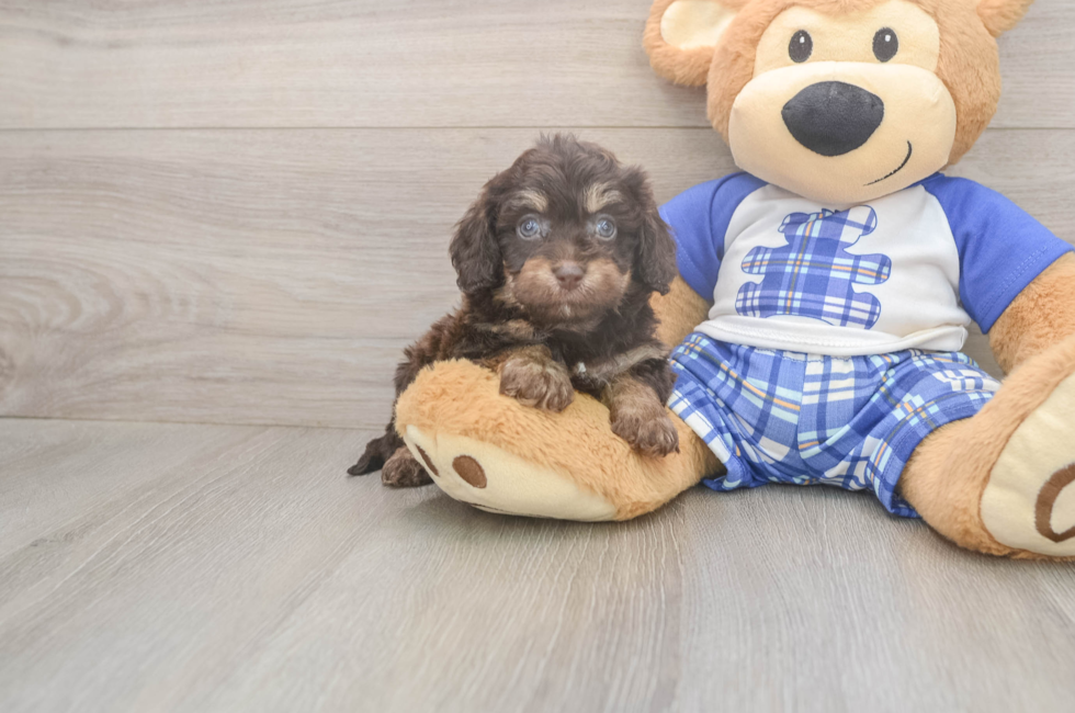 5 week old Cavapoo Puppy For Sale - Lone Star Pups