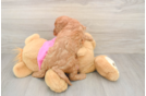 Cavapoo Puppy for Adoption