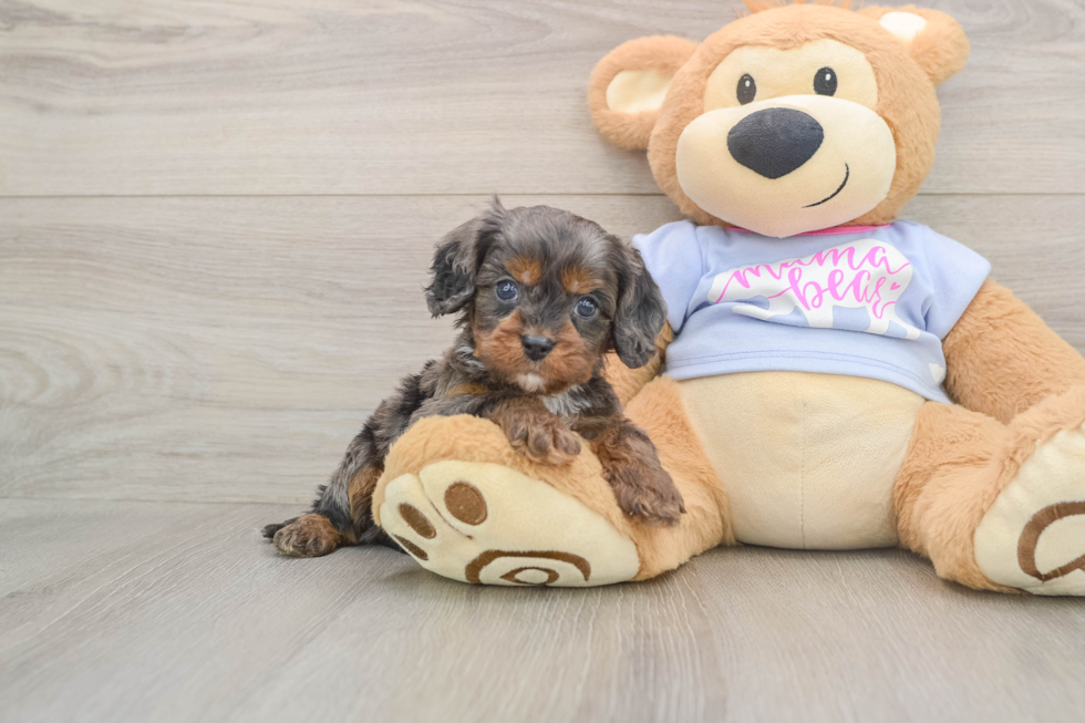 Funny Cavapoo Poodle Mix Pup