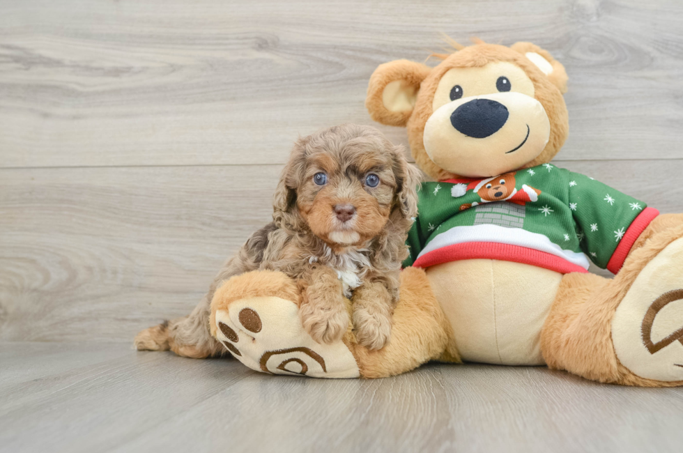 5 week old Cavapoo Puppy For Sale - Lone Star Pups