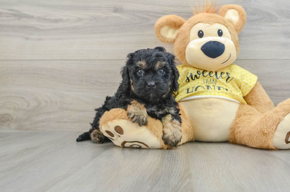 6 week old Cavapoo Puppy For Sale - Lone Star Pups