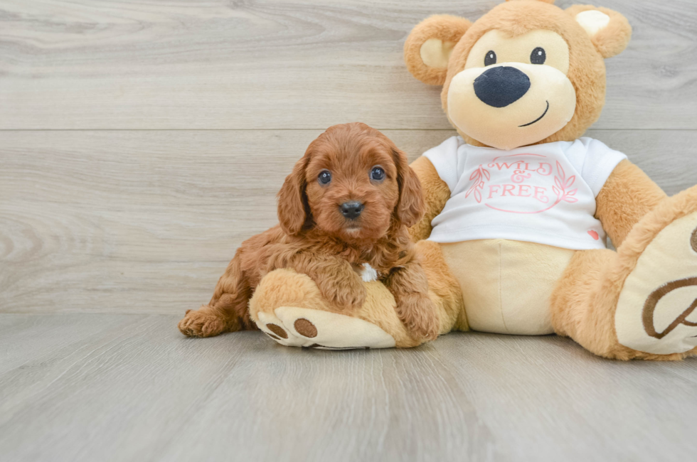 5 week old Cavapoo Puppy For Sale - Lone Star Pups