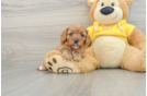 Best Cavapoo Baby
