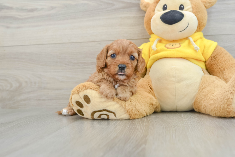 Best Cavapoo Baby