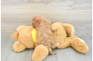 Best Cavapoo Baby