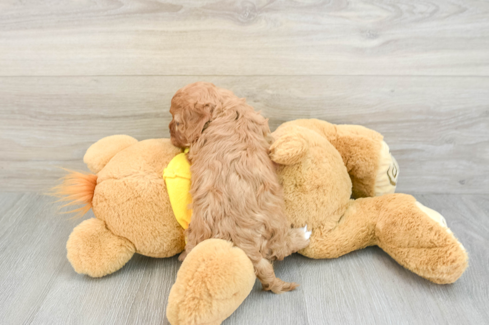 Best Cavapoo Baby