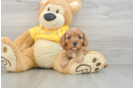 Cute Cavapoo Baby