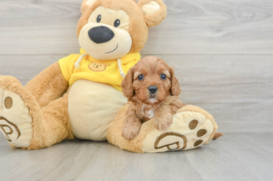 Cute Cavapoo Baby