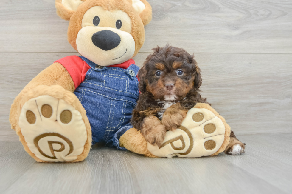 6 week old Cavapoo Puppy For Sale - Lone Star Pups
