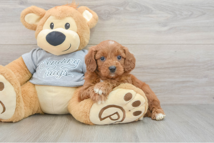 Sweet Cavapoo Baby