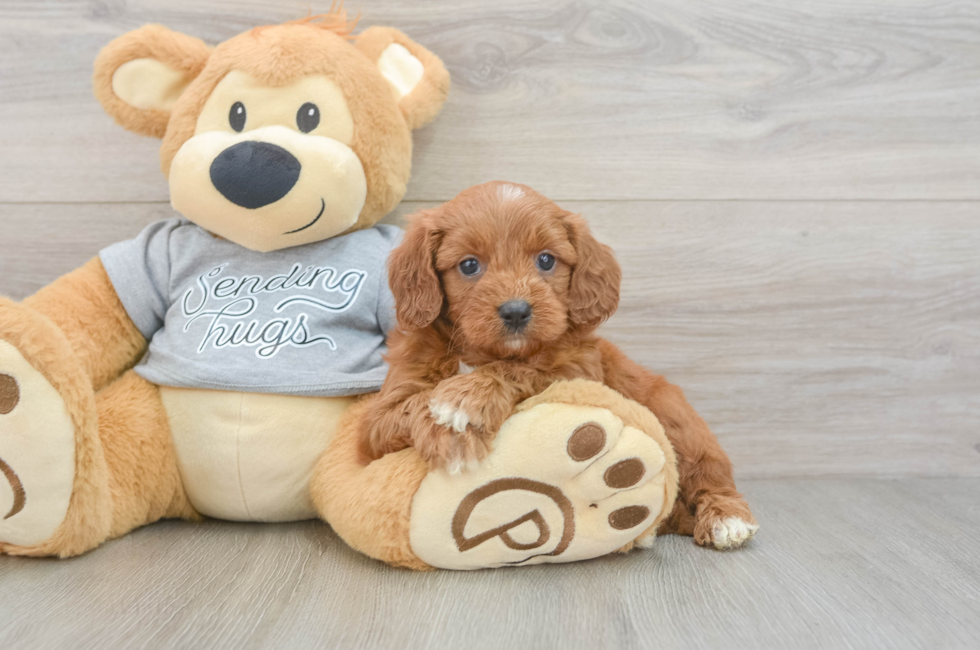 5 week old Cavapoo Puppy For Sale - Lone Star Pups