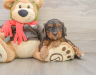 7 week old Cavapoo Puppy For Sale - Lone Star Pups