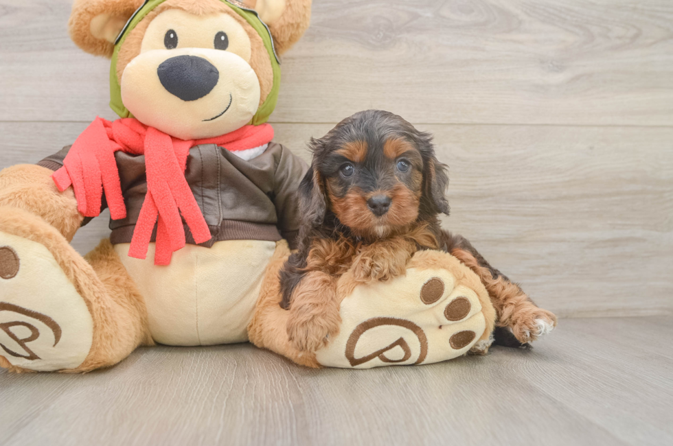 5 week old Cavapoo Puppy For Sale - Lone Star Pups