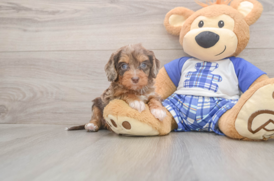 5 week old Cavapoo Puppy For Sale - Lone Star Pups Best Cavapoo Baby