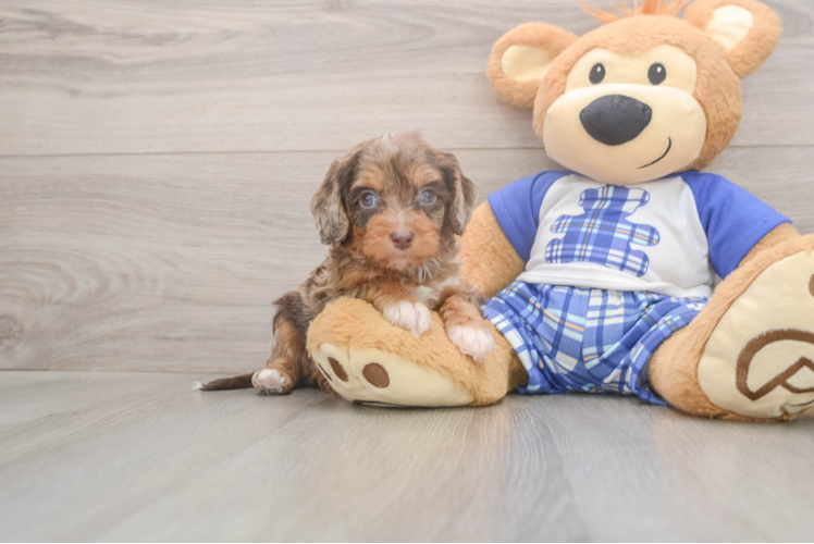 Meet Galena - our Cavapoo Puppy Photo  1/3 - Lone Star Pups Best Cavapoo Baby