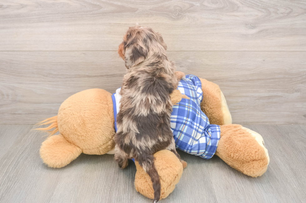 Meet Galena - our Cavapoo Puppy Photo  3/3 - Lone Star Pups Cavapoo Puppy for Adoption