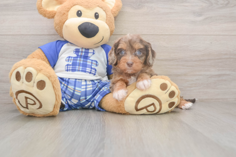 Meet Galena - our Cavapoo Puppy Photo  2/3 - Lone Star Pups Cavapoo Pup Being Cute