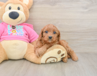 8 week old Cavapoo Puppy For Sale - Lone Star Pups