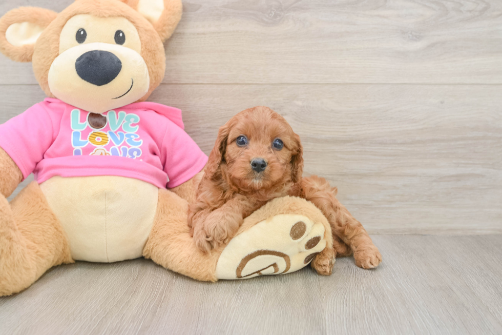 Cavapoo Puppy for Adoption