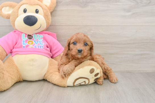 Cavapoo Puppy for Adoption