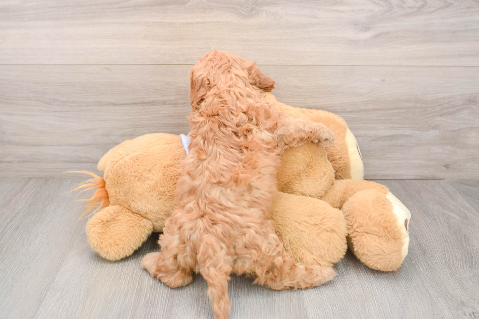 Cavapoo Puppy for Adoption