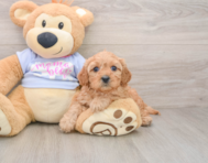 7 week old Cavapoo Puppy For Sale - Lone Star Pups