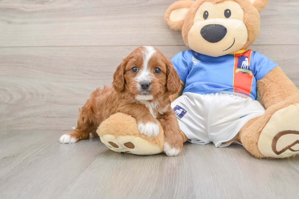 Best Cavapoo Baby