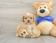 7 week old Cavapoo Puppy For Sale - Lone Star Pups