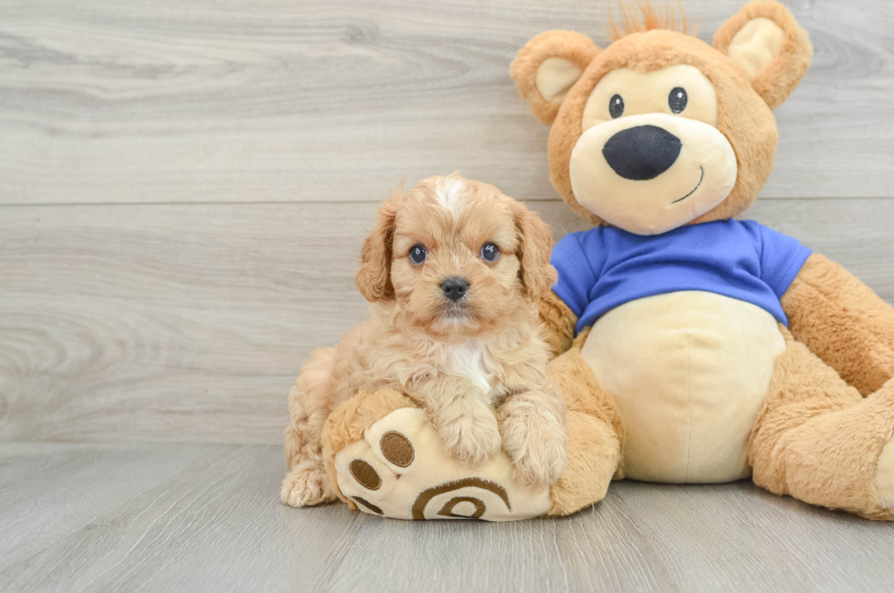 6 week old Cavapoo Puppy For Sale - Lone Star Pups