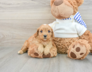 9 week old Cavapoo Puppy For Sale - Lone Star Pups